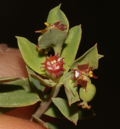 Euphorbia minuscula, photographed by Brian du Preez