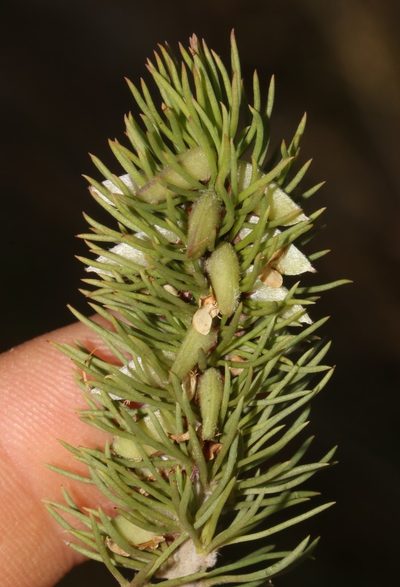 Aspalathus incurvifolia, photographed by Brian du Preez