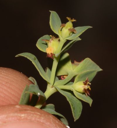 Euphorbia minuscula, photographed by Brian du Preez
