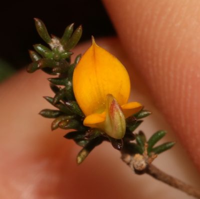 Aspalathus microlithica, photographed by Brian du Preez