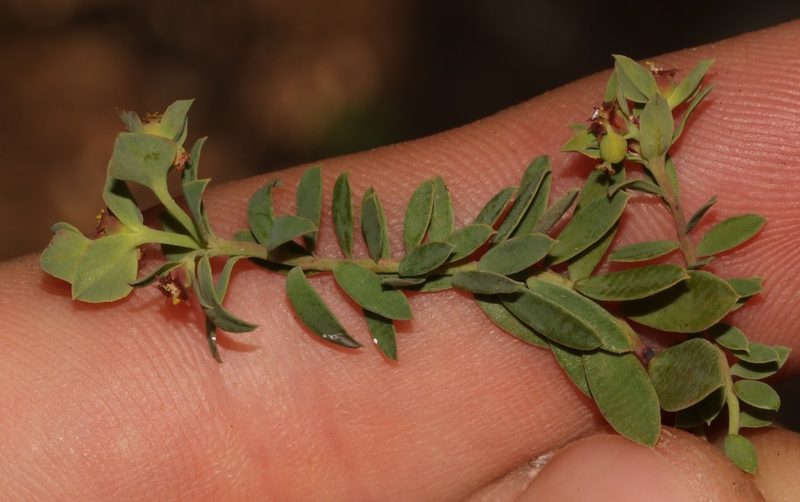Euphorbia minuscula, photographed by Brian du Preez