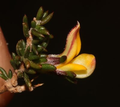 Aspalathus microlithica, photographed by Brian du Preez