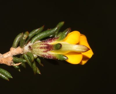 Aspalathus microlithica, photographed by Brian du Preez