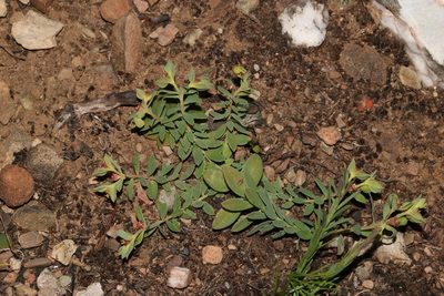 Euphorbia minuscula, photographed by Brian du Preez