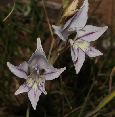 Gladiolus permeabilis, photographed by Brian du Preez