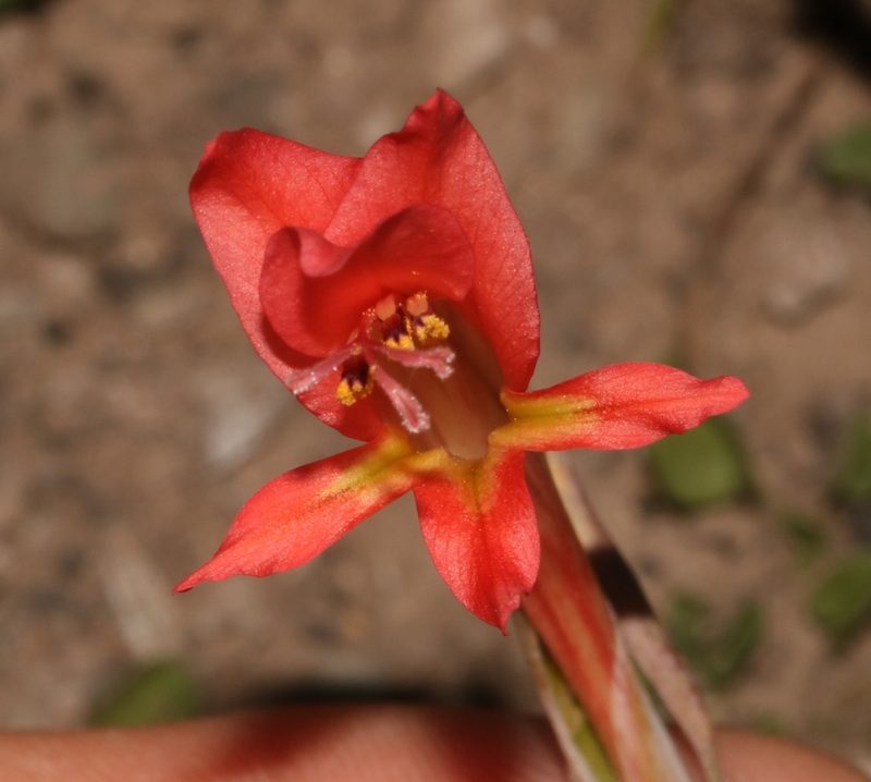 Gladiolus vandermerwei, photographed by Brian du Preez