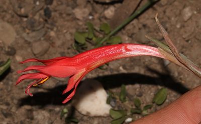 Gladiolus vandermerwei, photographed by Brian du Preez