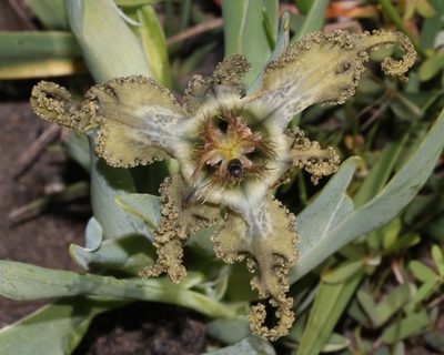 Ferraria variabilis, photographed by Brian du Preez