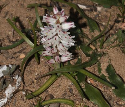 Lachenalia contaminata, photographed by Brian du Preez