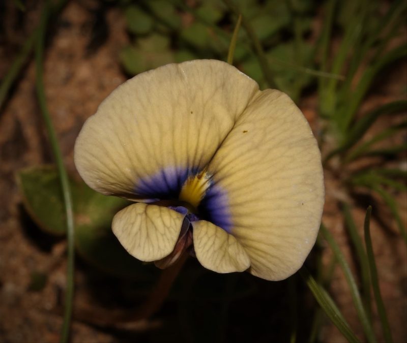 Lotononis villosa, photographed by Brian du Preez