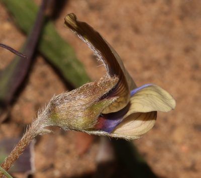 Lotononis villosa, photographed by Brian du Preez