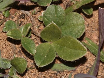 Lotononis villosa, photographed by Brian du Preez