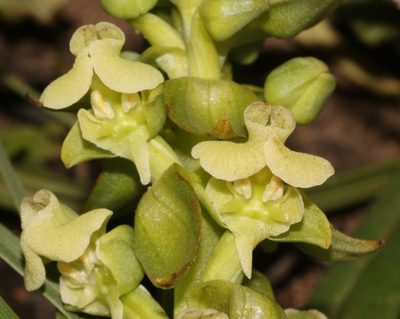 Pterygodium volucris, photographed by Brian du Preez