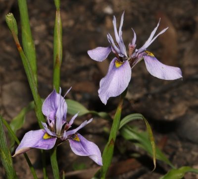 Moraea fergusoniae, photographed by Brian du Preez