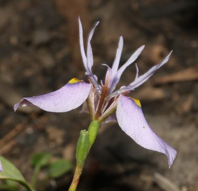 Moraea fergusoniae, photographed by Brian du Preez
