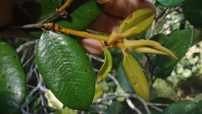 Parinari littoralis, photographed by russiannaturalistbrazil
