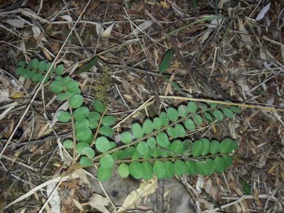 Sophora chathamica, photographed by naturewatchwidow
