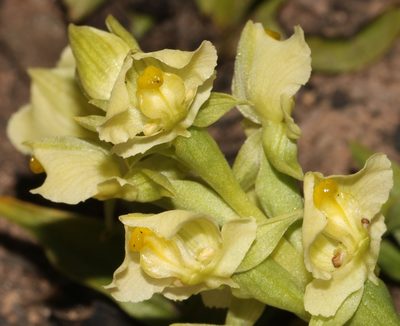 Pterygodium alatum, photographed by Brian du Preez