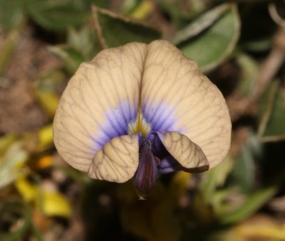 Lotononis villosa, photographed by Brian du Preez