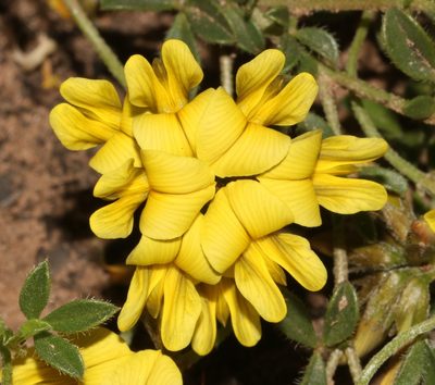 Lotononis umbellata, photographed by Brian du Preez