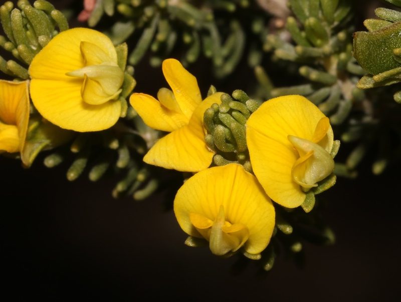 Aspalathus pallescens, photographed by Brian du Preez