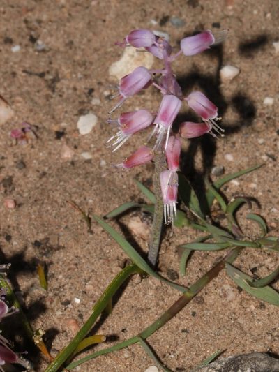 Lachenalia juncifolia, photographed by Brian du Preez