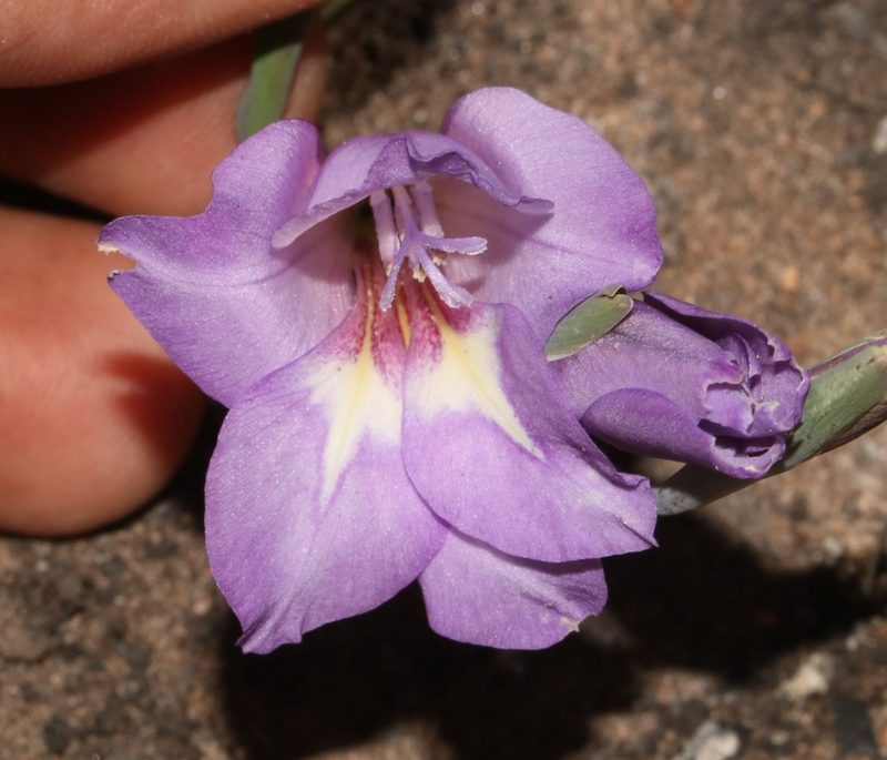 Gladiolus inflexus, photographed by Brian du Preez