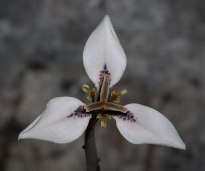 Moraea unguiculata, photographed by Brian du Preez