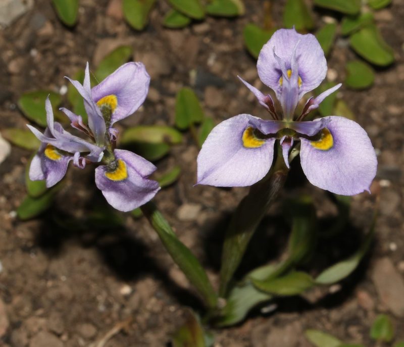 Moraea fergusoniae, photographed by Brian du Preez