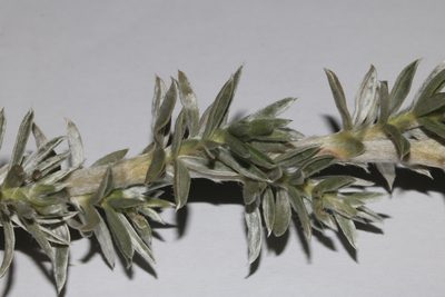 Polhillia connata, photographed by Brian du Preez