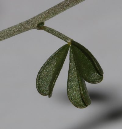 Lotononis viborgioides, photographed by Brian du Preez