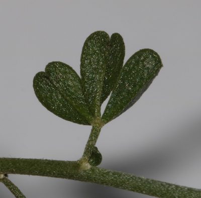 Lotononis viborgioides, photographed by Brian du Preez