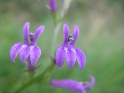 Lobelia urens, photographed by purperlibel