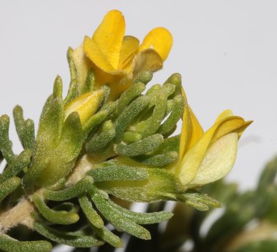 Aspalathus pallescens, photographed by Brian du Preez