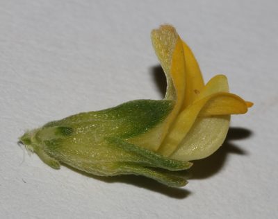Aspalathus pallescens, photographed by Brian du Preez