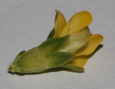 Aspalathus pallescens, photographed by Brian du Preez