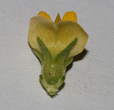 Aspalathus pallescens, photographed by Brian du Preez