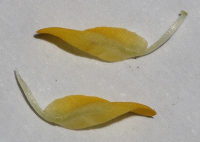 Aspalathus pallescens, photographed by Brian du Preez
