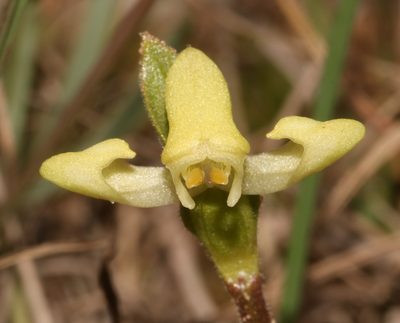 Disperis villosa, photographed by Brian du Preez