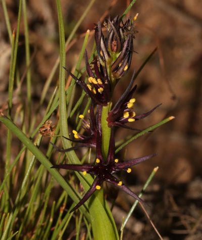 Wurmbea marginata, photographed by Brian du Preez