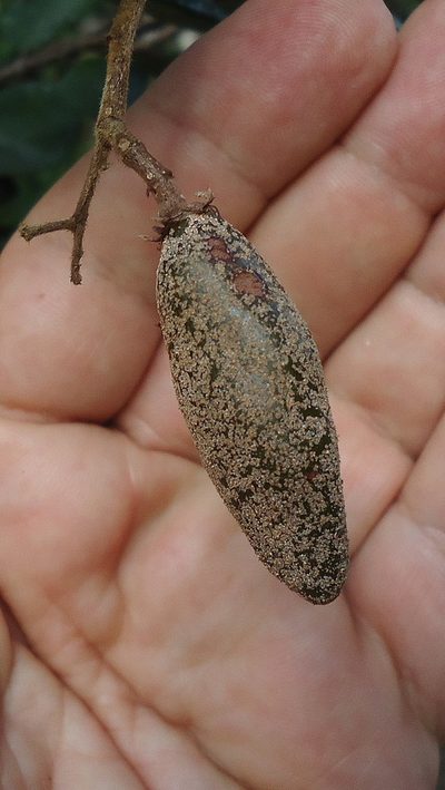 Parinari littoralis, photographed by russiannaturalistbrazil