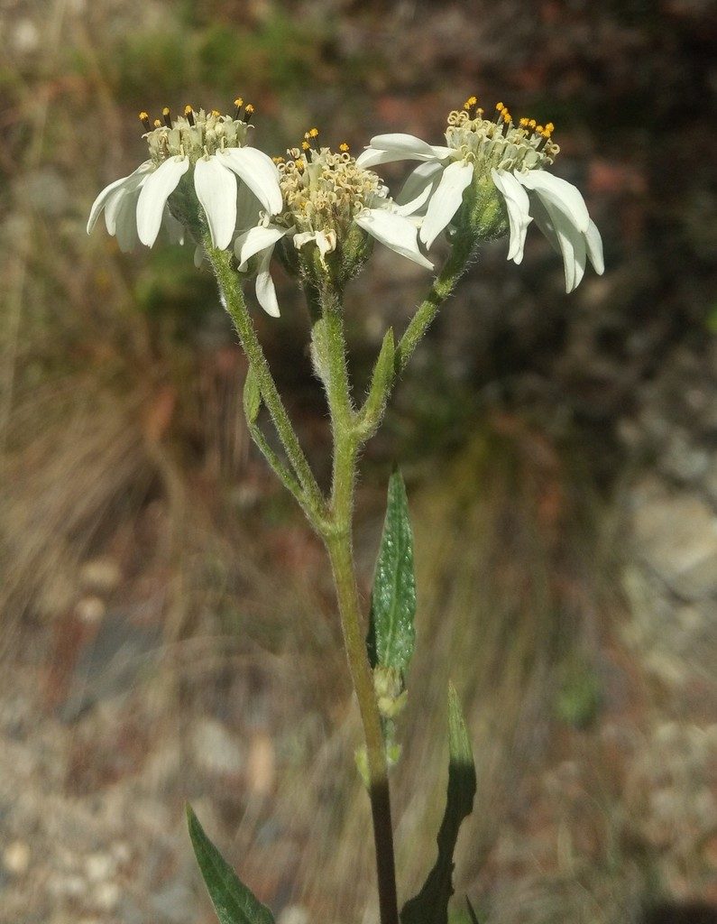 Verbesina boliviana, photographed by Alfredo F. Fuentes Claros