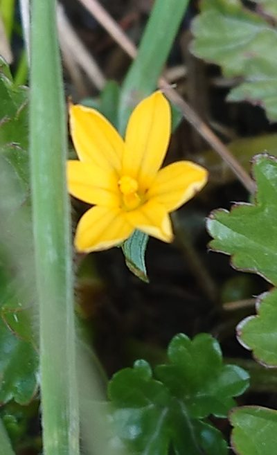 Sisyrinchium patagonicum, photographed by María Regina Silva
