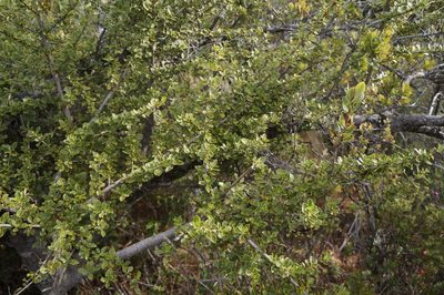 Coprosma montana, photographed by Henggang Cui