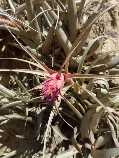 Tillandsia sphaerocephala, photographed by Alfredo F. Fuentes Claros