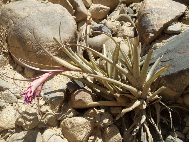 Tillandsia sphaerocephala, photographed by Alfredo F. Fuentes Claros
