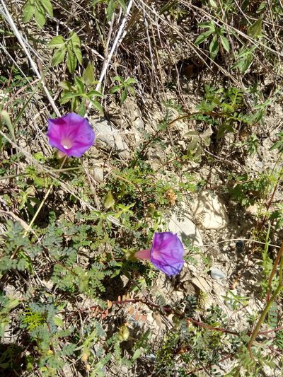 Ipomoea pubescens, photographed by Alfredo F. Fuentes Claros
