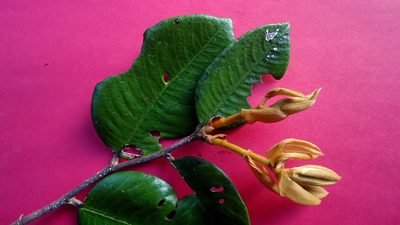 Parinari littoralis, photographed by russiannaturalistbrazil