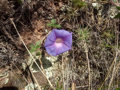 Ipomoea pubescens, photographed by Alfredo F. Fuentes Claros