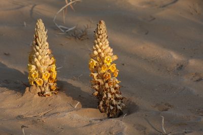 Cistanche tubulosa, photographed by Christoph Moning